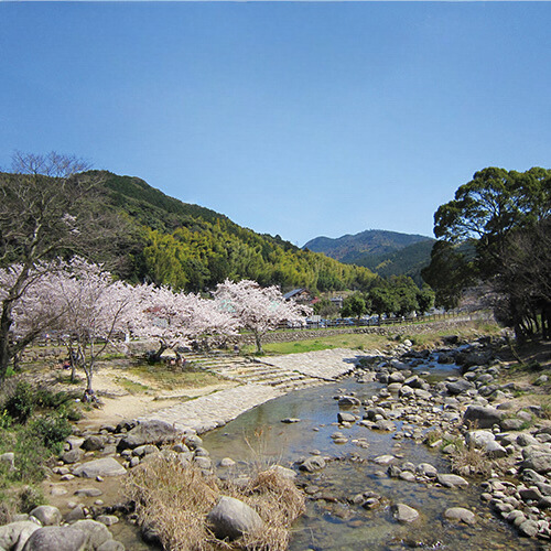 桜が咲く中ノ島公園と那珂川